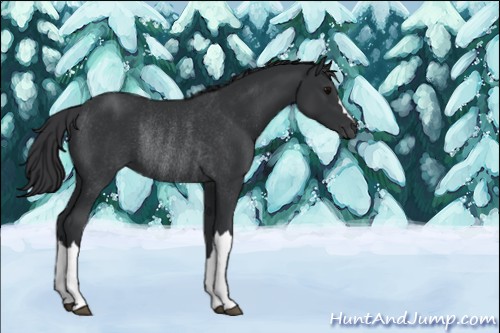 Horse Color:Black Rabicano