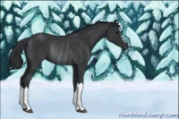 Horse Color:Black Rabicano