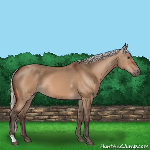 Horse Color:Silver Bay Dun 