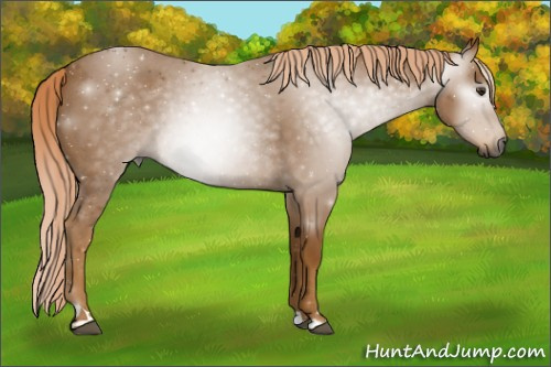 Horse Color:Gray Palomino Roan 
