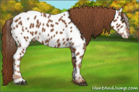 Horse Color:Chestnut Appaloosa 