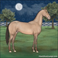 Horse Color:Sable Champagne 
