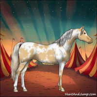 Horse Color:White Spotted Palomino Dun 