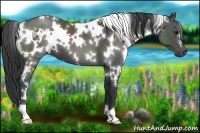 Horse Color:White Spotted Black 