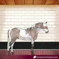 Horse Color:Gray Silver Brown Roan Dun Varnish Rabicano Brindle  and Silver Brown Roan Dun Rabicano 