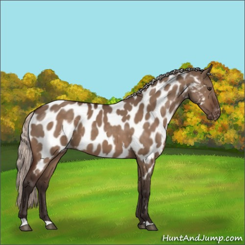 Horse Color:Silver Brown Dun Appaloosa 