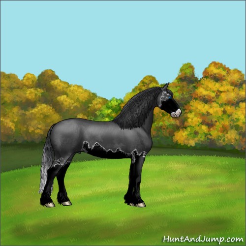 Horse Color:Black Splash 