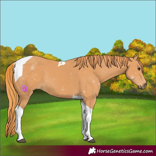 Horse Color:Chestnut Tobiano 