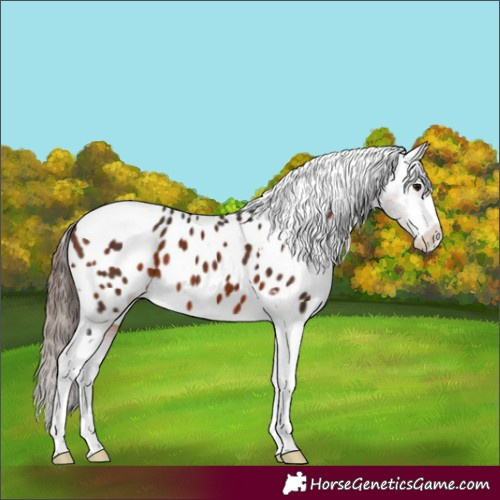 Horse Color:Bay Sabino Tobiano Appaloosa 