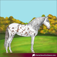 Horse Color:Bay Sabino Tobiano Appaloosa 