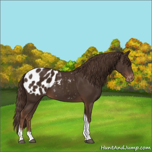 Horse Color:Liver Chestnut Sabino Tobiano Appaloosa 