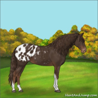 Horse Color:Liver Chestnut Sabino Tobiano Appaloosa 