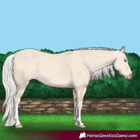 Horse Color:Cremello Tobiano 