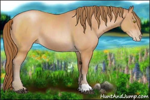 Horse Color:Bay Pearl