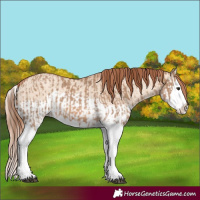 Horse Color:Red Dun Splash  and Gold Champagne Dun Splash 