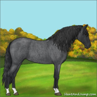 Horse Color:Blue Roan 