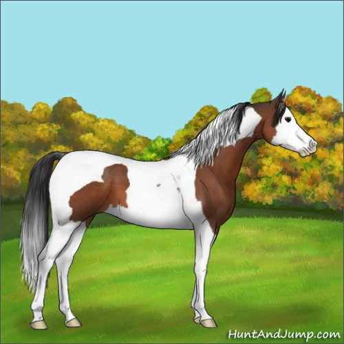 Horse Color:Bay Splash Tobiano
