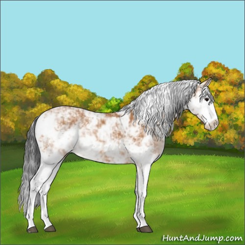 Horse Color:Bay Sabino 