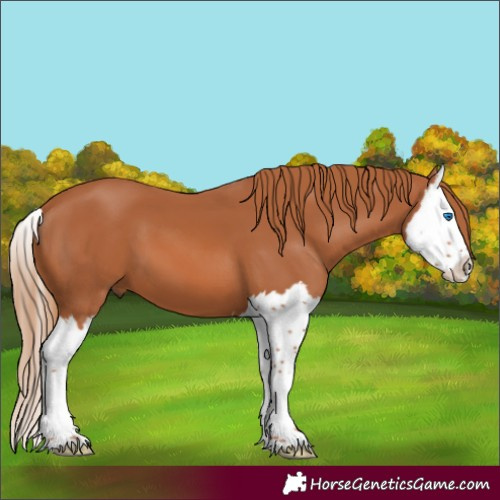 Horse Color:Chestnut Splash 