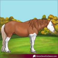 Horse Color:Chestnut Splash 