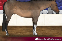 Horse Color:Gray Brown Dun Tobiano