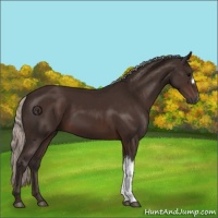 Horse Color:Silver Brown 