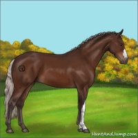 Horse Color:Silver Brown 