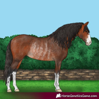 Horse Color:Bay Rabicano 