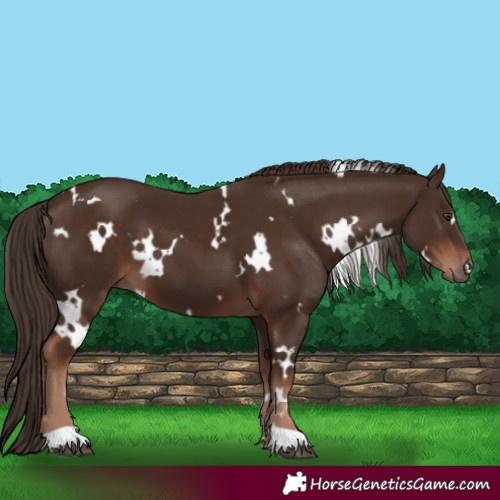 Horse Color:White Spotted Liver Chestnut