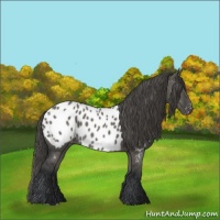 Horse Color:Grullo Appaloosa 