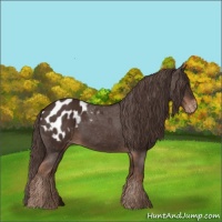 Horse Color:Liver Chestnut Appaloosa 