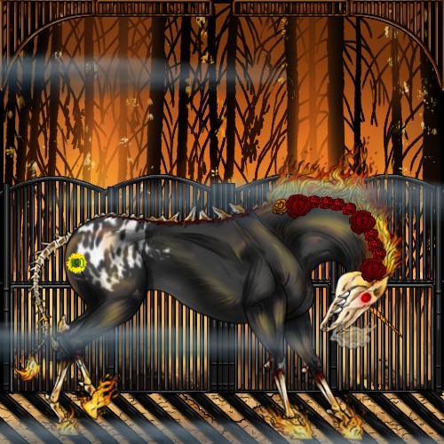 Horse Color:Black Appaloosa 