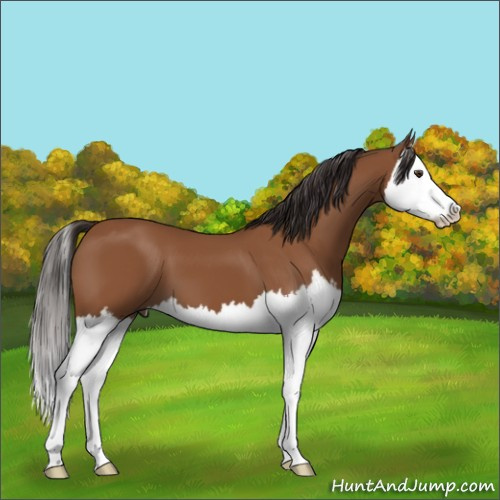 Horse Color:Bay Sabino Splash 