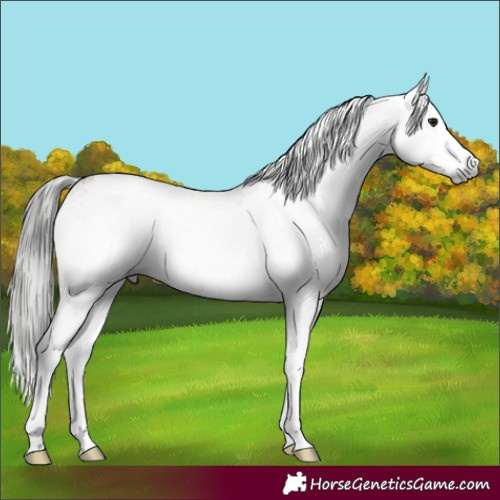 Horse Color:Gray White Spotted Bay Splash 