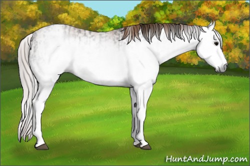 Horse Color:Gray White Spotted Black  and Gray White Spotted Chestnut 
