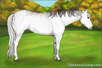 Horse Color:Gray White Spotted Black  and Gray White Spotted Chestnut 