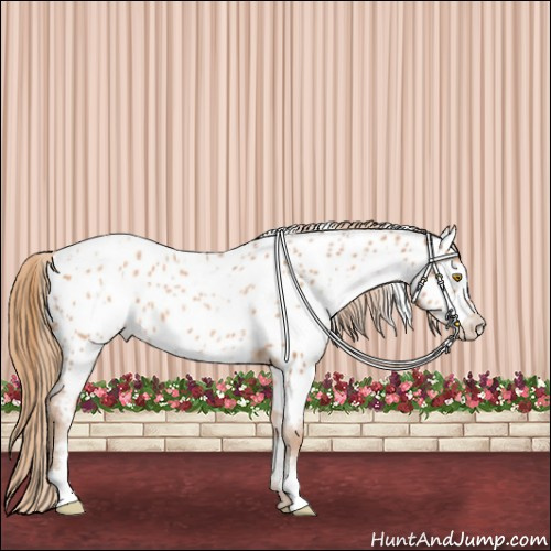 Horse Color:White Spotted Bay Pearl Appaloosa 