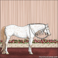 Horse Color:White Spotted Bay Pearl Appaloosa 