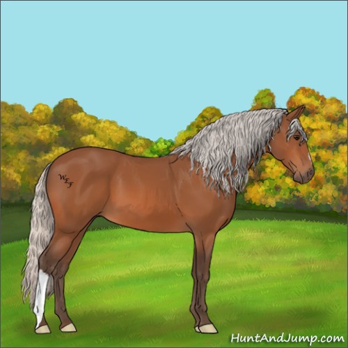 Horse Color:Silver Bay 