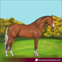 Horse Color:Silver Bay 