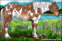 Horse Color:White Spotted Chestnut