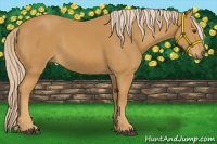 Horse Color:Palomino 