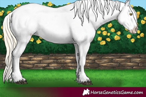 Horse Color:Palomino Appaloosa 