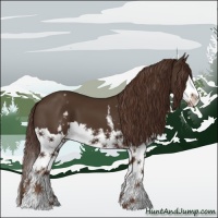 Horse Color:White Spotted Liver Chestnut Splash