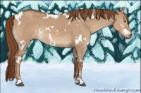 Horse Color:White Spotted Red Dun 