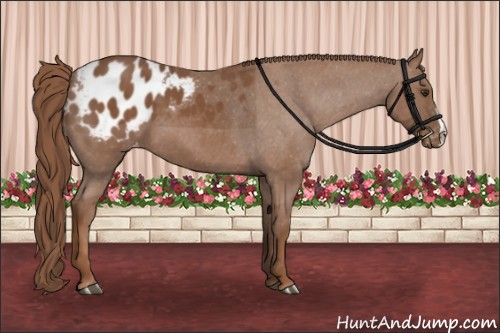 Horse Color:Chestnut Appaloosa 