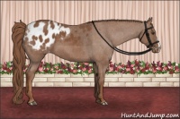 Horse Color:Chestnut Appaloosa 