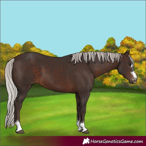 Horse Color:Silver Brown 