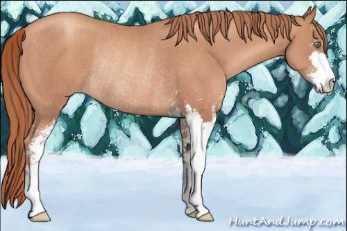 Horse Color:Gold Champagne Sabino Rabicano 