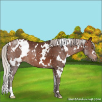 Horse Color:White Spotted Silver Brown
